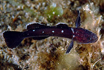 To FishBase images (<i>Didogobius schlieweni</i>, Italy, by Guerrieri, S.)