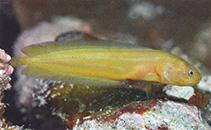 To FishBase images (<i>Diancistrus springeri</i>, Philippines, by Allen, G.R.)