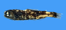 Image of Diaphus suborbitalis 