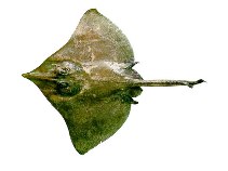 Image of Dipturus teevani (Prickly brown ray)