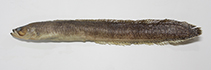 Image of Dictyosoma tongyeongensis (Korean prickleback)