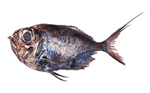 To FishBase images (<i>Diretmoides veriginae</i>, Andaman Is., by Mullasseri, S.)