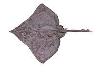 To FishBase images (<i>Dipturus wengi</i>, Australia, by Séret, B./Last, P.R.)