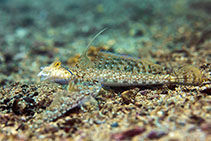 To FishBase images (<i>Diplogrammus xenicus</i>, Hong Kong, by Marco Chan@114°E Hong Kong Reef Fish Survey)