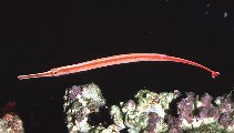 Image of Dunckerocampus baldwini (Redstripe pipefish)