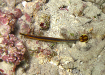 Image of Doryrhamphus bicarinatus (Narrowstripe pipefish)