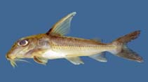To FishBase images (<i>Doras carinatus</i>, Guyana, by Holm, E.)