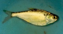 To FishBase images (<i>Dorosoma cepedianum</i>, Mexico, by Perusquía, E.)
