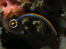 To FishBase images (<i>Doryrhamphus japonicus</i>, Indonesia, by Zuberbuhler, T.)