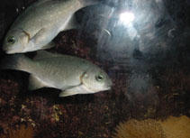 To FishBase images (<i>Doydixodon laevifrons</i>, by Reyes, P.)