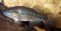 To FishBase images (<i>Dormitator maculatus</i>, by Laparé, R.)