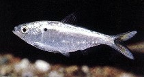 To FishBase images (<i>Dorosoma petenense</i>, by The Native Fish Conservancy)