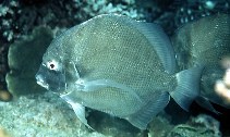 Image of Drepane longimana (Concertina fish)