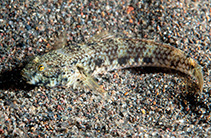 To FishBase images (<i>Drombus triangularis</i>, Indonesia, by Ryanskiy, A.)