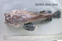 To FishBase images (<i>Ebinania macquariensis</i>, Kerguelen Is., by MNHN)