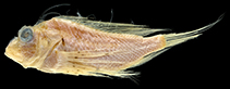 To FishBase images (<i>Ebosia saya</i>, by Motomura, H.)