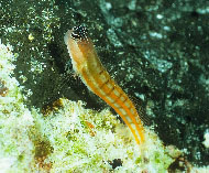 To FishBase images (<i>Ecsenius bathi</i>, Indonesia, by Brett, O.J. / www.tropicalfavourites.com)
