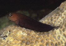 To FishBase images (<i>Ecsenius bicolor</i>, Indonesia, by Randall, J.E.)