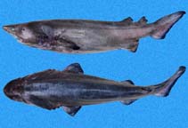 To FishBase images (<i>Echinorhinus cookei</i>, Panama, by Robertson, R.)