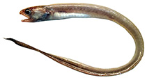 To FishBase images (<i>Echiodon dentatus</i>, by Lloris, D.)