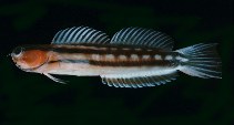 To FishBase images (<i>Ecsenius fourmanoiri</i>, New Caledonia, by Randall, J.E.)