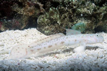 To FishBase images (<i>Echinogobius hayashii</i>, Australia, by Walsh, F.)