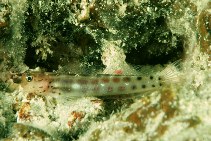 To FishBase images (<i>Ecsenius isos</i>, New Caledonia, by Randall, J.E.)