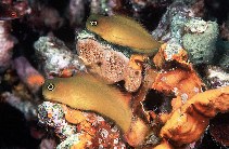 Image of Ecsenius lividanalis (Blackspot coralblenny)