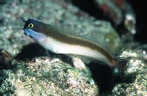 To FishBase images (<i>Ecsenius melarchus</i>, Indonesia, by Randall, J.E.)
