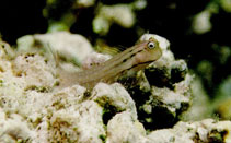 To FishBase images (<i>Ecsenius nalolo</i>, Jordan, by Khalaf, M.A.)
