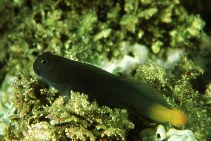 To FishBase images (<i>Ecsenius namiyei</i>, Chinese Taipei, by Randall, J.E.)