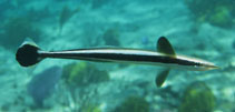 To FishBase images (<i>Echeneis neucratoides</i>, Bahamas, by Johnson, L.)