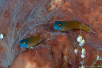 To FishBase images (<i>Ecsenius ops</i>, Indonesia, by Henke, M.)