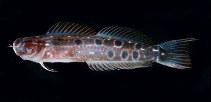 To FishBase images (<i>Ecsenius pardus</i>, Fiji, by Randall, J.E.)
