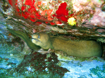 To FishBase images (<i>Echidna peli</i>, Cape Verde, by Wirtz, P.)