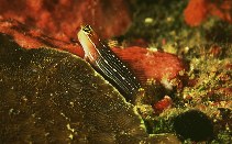 To FishBase images (<i>Ecsenius pictus</i>, Philippines, by Yin, Robert)
