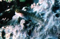 To FishBase images (<i>Ecsenius randalli</i>, Indonesia, by Randall, J.E.)
