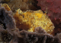To FishBase images (<i>Echinophryne reynoldsi</i>, Australia, by Hall, D.J.)