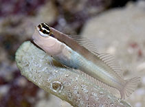 To FishBase images (<i>Ecsenius shirleyae</i>, Indonesia, by Greenfield, J.)