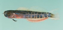 To FishBase images (<i>Ecsenius tessera</i>, New Caledonia, by Randall, J.E.)
