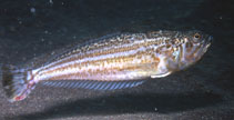 Image of Echiichthys vipera (Lesser weever)