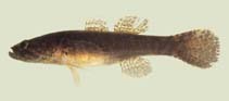 To FishBase images (<i>Eleotris amblyopsis</i>, Guyana, by Holm, E.)