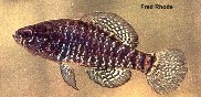 To FishBase images (<i>Elassoma boehlkei</i>, by The Native Fish Conservancy)