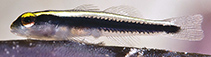 To FishBase images (<i>Elacatinus centralis</i>, Cayman Is., by Turner, E.)
