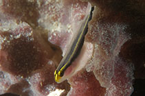 To FishBase images (<i>Elacatinus colini</i>, Belize, by Lobel, P.)