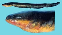 To FishBase images (<i>Electrophorus electricus</i>, Guyana, by Holm, E.)