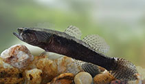To FishBase images (<i>Eleotris fusca</i>, Sri Lanka, by Ramani Shirantha)