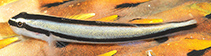 To FishBase images (<i>Elacatinus genie</i>, Cuba, by Sander, W.)