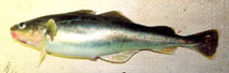 To FishBase images (<i>Eleginus gracilis</i>, by Orlov, A.)