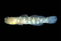 To FishBase images (<i>Elacatinus janssi</i>, Panama, by Allen, G.R.)